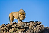 A single male lion (Panthera leo) is standing on top of a cliff in Namibia