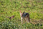 A black-backed jackal (Canis mesomelas) is walking in the Serengeti National Park in Tanzania, Africa