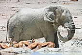 An african elephant (Loxodonta africana) taking a mudbath in the Etosha National Park, Namibia, Africa