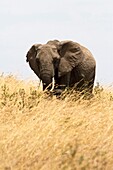 An adult African elephant walks the plains in the Masa Mara