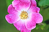 Wild dog rose, Rosa canina. Highlighted from sunlight. Open flower. Shrub that grows in wasteland. Noted for high Vitamin C in the fruit and used as hallucinogen. The fruit is used to concoct syrups and marmalade as well as dried for teas. The…