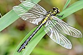 Emerging Common Clubtail, Gomphus vulgatissimus drying wings When dragonfly emerges, the wings are tightly furled like a fern fiddle and aptly called wing buds As the dragonfly deevelops, the wings unfurls and expand and the vein system develops…