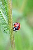 Seven-spotted Ladybird Beetle, Beetle on stem of an umbellifer Seven-spot ladybird, coccinella septempunctata head on shot