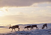 Norway, Finnmark, Spring reindeer migration