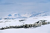 Norway, Finnmark, Spring reindeer migration, Reindeers feeding on lichen