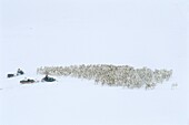 Norway, Finnmark, Spring reindeer migration, Snow storm