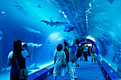 Shark tank, L' Oceanografic, the largest aquarium in Europe, Province Valencia, Valencia, Spain