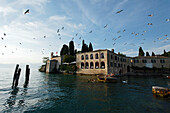 Vögel, Punta San Vigilio, Hotel, Restaurant, Garda, Gardasee, Venetien, Italien