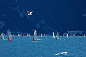 Windsurfer nearby Torbole, Lake Garda, Trento, Italy