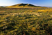Fairmont Butte with goldfields, Antelope Valley California Poppy State Reserve, CA