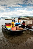 Local welsh inshore fishermen landing whelks shellfish at Porth Dinllaen, Lleyn Peninsula, North Wales UK