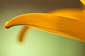 Close up of a yellow lily emphasizing the graceful lines of the flower