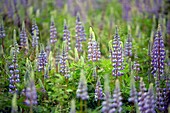 Blue Lupine blossoms in Northern Idaho