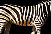 Zebra Stripes Taronga Zoo Sydney New South Wales Australia