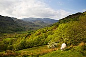 Sheep Grazing Glaslyn Valley Snowdonia Wales