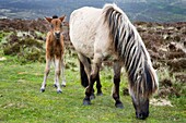 Dartmoor Pony and Foal near Postbridge Devon England