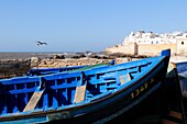 View of the Ancient Medina and Ramparts with blue fishing boat, Essaouira, Morocco, North Africa