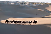 In October 2009, China's Inner Mongolia Autonomous Region EJINAQI, camel train