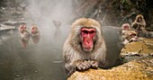 Japanese Macaque snow monkey at Jigokudani Monkey Park Nagano Japan