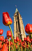 Tulip festival Parliament Buildings Ottawa Ontario Canada