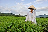 manual harvesting, tea field at Mylam, around Tuyen Quang, northern vietnam, southeast asia