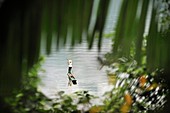 femme pechant en pirogue sur le lac Ba Be, province de Bac Kan, nord Vietnam, asie du sud-est//fisherwoman with a dugout canoe on Ba Be Lake, Bac Kan province, Northern Vietnam, southeast asia