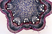 sclerenchyma Stem of clematis 14x