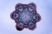 Sclerenchyma Stem of clematis Cross section 7x