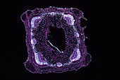 Collenchyma Stem of nettle 9x