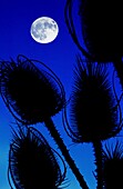 Moon and teasels