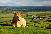 A cow lying down on the side of Glastonbury Tor overlooking the Somerset Levels in Somerset England