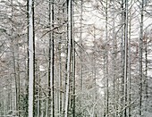 Snow in the woodlands at Wrington Warren near Wrington, Somerset, England, United Kingdom