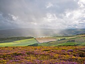 Summer rainstorm over Exmoor National Park viewed from Selworthy Beacon, Selworthy, Somerset, England