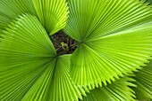 Elegant palm fronds