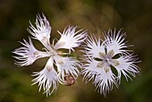 Dianthus hyssopifolius flower