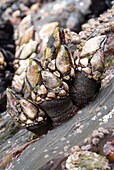 Goose neck barnacle, goose barnacle or leaf barnacle Pollicipes pollicipes