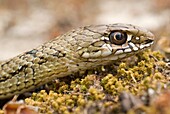 Juvenile Montpelier snake Malpolon monspessulanum