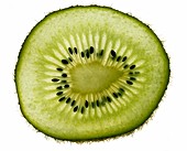 a single thin slice of kiwi fruit in close up showing the seeds Lit from behind Isolated against white, cutout