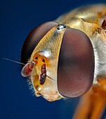 Extreme close up of the head of the syrphid or hover fly, Eupeodes luniger, showing the structure of the compound eyes