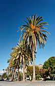 Palm trees in Parc de la Mar, Palma, Majorca, Spain