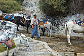 Eseltreiber und Esel auf steilem Pfad vom Hafen zum Ort, Fira, Santorin, Kykladen, Griechenland, Europa