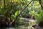 Woman relaxing at riverbank in rainforest with palm trees, Curu Nature Reserve, Curu, Puntarenas, Costa Rica, Central America, America