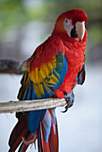 Nahaufnahme von Papagei Paco (Hellroter Ara oder Ara macao), Isla Tortuga, Puntarenas, Costa Rica, Mittelamerika, Amerika