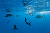 Atlantische Segelfische, Istiophorus albicans, Isla Mujeres, Halbinsel Yucatan, Karibik, Mexiko