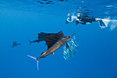 Atlantische Segelfische, Istiophorus albicans, Isla Mujeres, Halbinsel Yucatan, Karibik, Mexiko