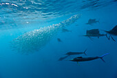 Atlantische Segelfische jagen Sardinen, Istiophorus albicans, Isla Mujeres, Halbinsel Yucatan, Karibik, Mexiko