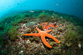 Red Starfish in Coral Reef, Echinaster sepositus, Cap de Creus, Costa Brava, Spain