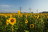 Sonnenblumenfeld mit Hochspannungsmasten, Helianthus annuus, Muenchen, Bayern, Deutschland