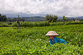 Farmer cutting Clover, Trifolium, Bali, Indonesia
