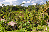 Ricefields of Tegalalang, Oryza, Bali, Indonesia